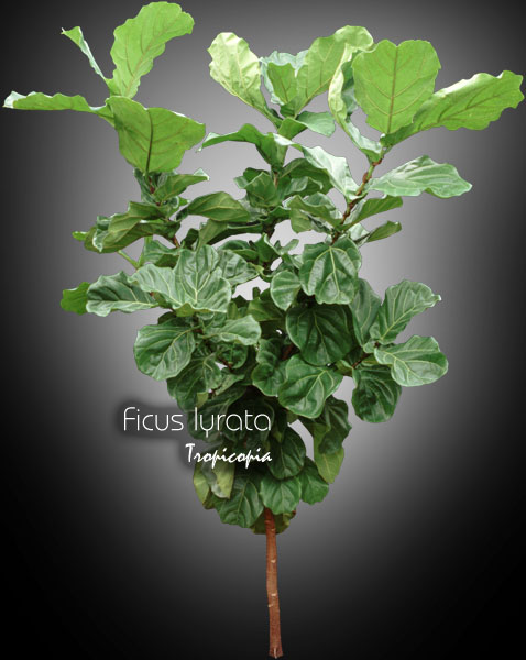 Ficus - Ficus lyrata - Fidleleaf fig